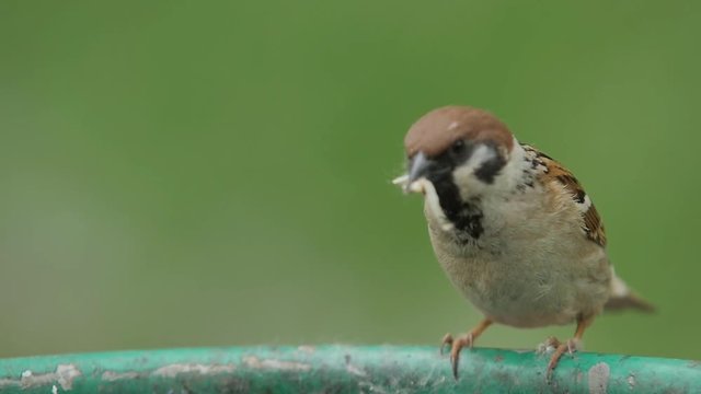 Sparrow Eat a Worm