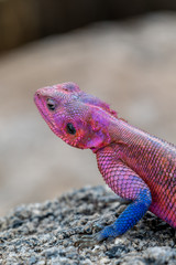 Lagartija en el Serengueti