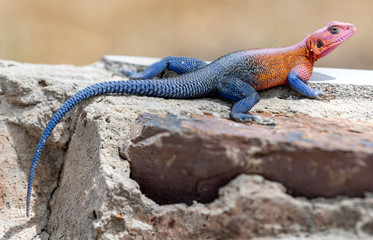 Lagartija en el Serengueti