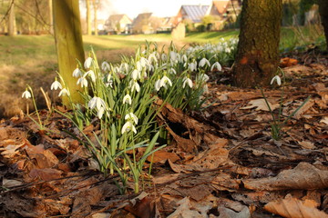 Schneeglöcken, Frühblüher im Frühling