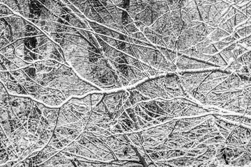 Snow On Limbs Abstract