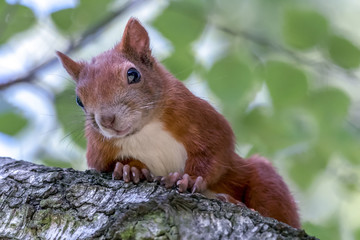 Ein Eichhörnchen auf einem Baum