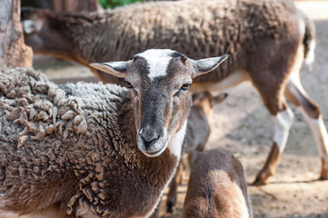 Fototapeta premium Brown sheep portrait. Farm animals. Sheep for the Feast of Sacrifice Muslim holiday kurban 