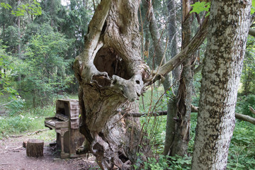 Exhibition in the forest with a tree like a tuba and an old piano
