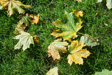 Colorful autumn leaves in the grass in the park..