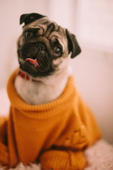 pug on a white background