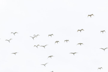 flock of herons flying