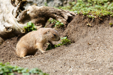 Marmot in wild nature digging ground under tree