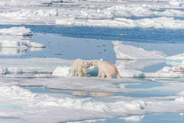 Two young wild polar bear cubs playing on pack ice in Arctic sea, north of Svalbard