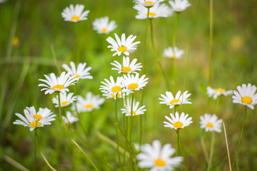 Margariten auf einer Blumenwiese