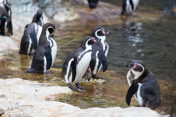 Group of chile penguins walking on the shore