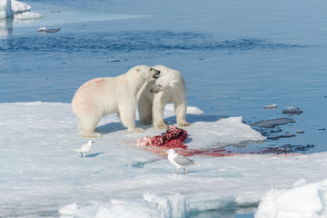 Two young wild polar bear cubs playing on pack ice in Arctic sea, north of Svalbard