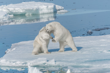 Two young wild polar bear cubs playing on pack ice in Arctic sea, north of Svalbard