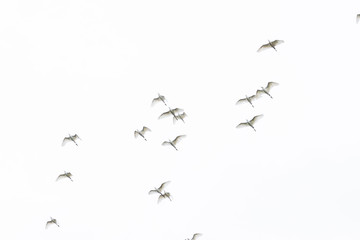 flock of herons flying