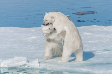 Two young wild polar bear cubs playing on pack ice in Arctic sea, north of Svalbard