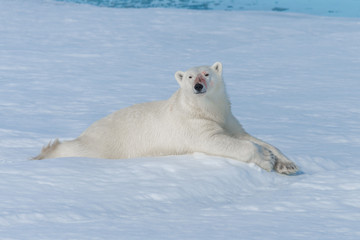 Obraz na płótnie Canvas Wild polar bear lying on the pack ice north of Spitsbergen Island, Svalbard