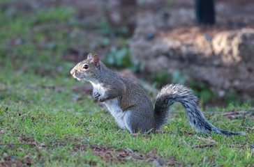 Gray squirrel