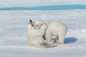Obraz na płótnie Canvas Two young wild polar bear cubs playing on pack ice in Arctic sea, north of Svalbard