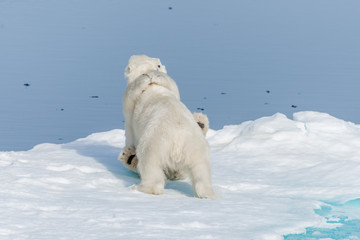 Two young wild polar bear cubs playing on pack ice in Arctic sea, north of Svalbard