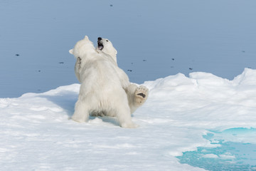 Naklejka premium Two young wild polar bear cubs playing on pack ice in Arctic sea, north of Svalbard