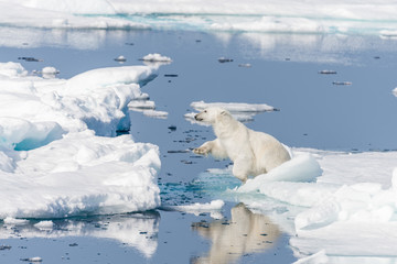 Fototapeta na wymiar Wild polar bear jumping across ice floes north of Svalbard Arctic Norway