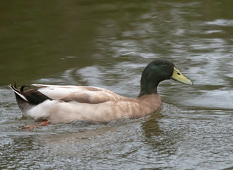 Mallard drake, Anas platyrhynchos