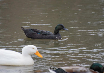 American black duck