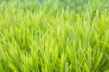 Fototapeta na wymiar Close up fresh spring green grass background.