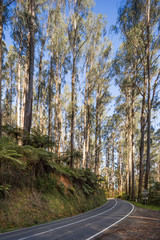 Road through a temperate rainforest near Melbourne in Victoria, Australia