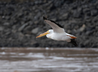 Fototapeta na wymiar Pelican in Red River
