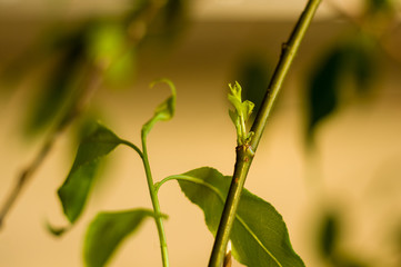Obraz premium Willow branches with fresh green leaves in a vase