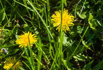Bright blooming yellow dandelion flowers in meadow on spring time.