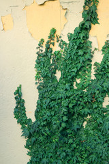 Green ivy and wall