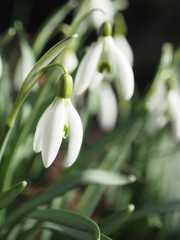 Schneegl&ouml;ckchen