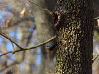 Kleiber auf Nahrungssuche