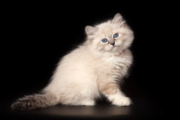 Fluffy beautiful kitten Nevskaya Masquerade with blue eyes posing on a black background.