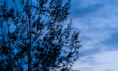 Beautiful Nature Scenery blue sky with tree leaf, Art of nature