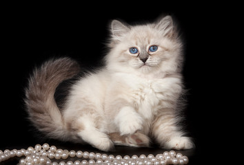 Fluffy beautiful kitten Nevskaya Masquerade with blue eyes posing on a black background.