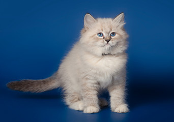 Fluffy beautiful kitten Nevskaya Masquerade with blue eyes posing on a blue background.