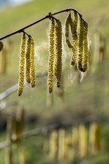 Naklejka premium Pollenflug, Haselpollenflug, Haselpollen fliegend, Hasel Pollenflug, Haselblüte mit Pollenflug, Abfliegende Haselpollen, Corylus avellana mit abfliegenden Pollen, Haselkätzchen mit abfliegenden Pollen