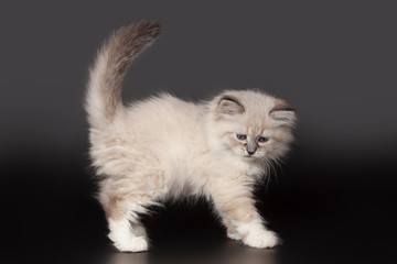 Naklejka na ściany i meble Fluffy beautiful kitten Nevskaya Masquerade with blue eyes posing on a black background.
