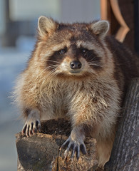 Nice Raccoon (Procyon lotor). Animal Portrait