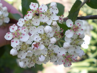 white flowers with pink stamens of chokeberry on a branch blooming in spring in the garden close-up