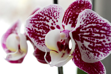 Orchid/Phalaenopsis. White with purple velvet inclusions. Close up. Home plant in a flower pot.