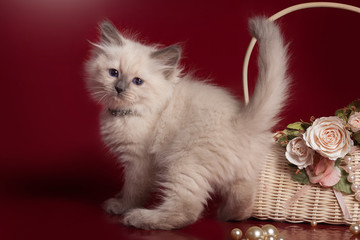 Fluffy beautiful kitten Nevskaya Masquerade with blue eyes posing on a red background.