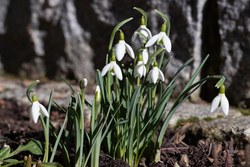 Schneegl&ouml;ckchen im Garten Galanthus
