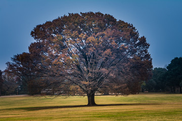 Obraz premium tree in a park