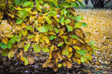 colorful foliage in japan