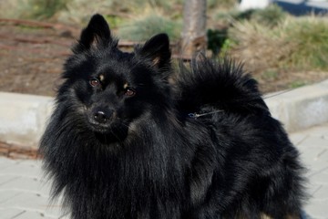 Pomeranian