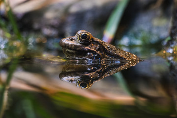 The frog in the water from the side, reflected by water, in parisien zoo